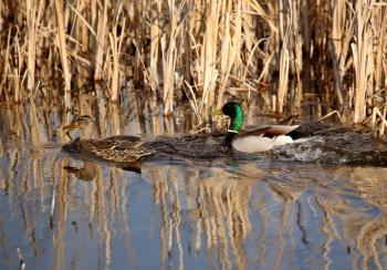 Pair of Mallard ducks in roadside pond