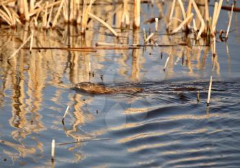 Muskrat in roadside pond