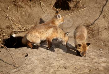 Three Red Fox pups at den