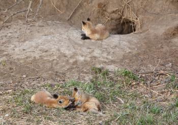 Three Red Fox pups at den