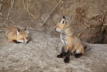 Two Red Fox pups outside their den