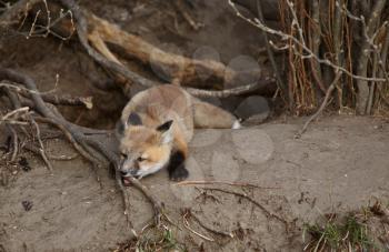 Red Fox pup outside its den