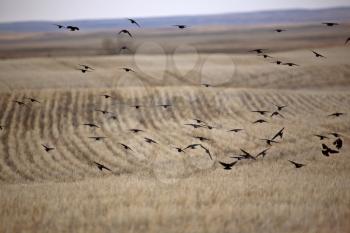 Flock of Blackbirds in flight