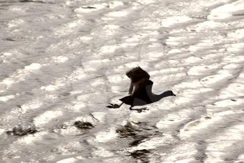 Waterhen taking flight from roadside pond