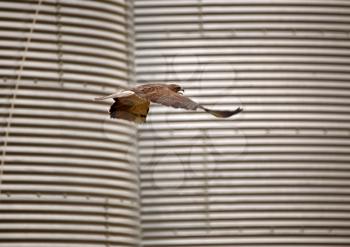 Swainson's Hawk flying by grain storage bins
