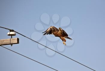 Swainson's Hawk preparing to land on power pole
