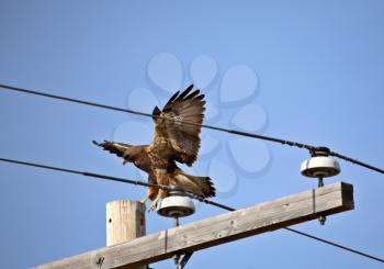 Swainson's Hawk landing on power pole