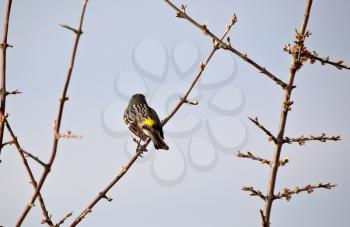 Warbler perched on thin branch