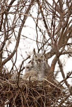 Great Horned Owl with owlets in nest