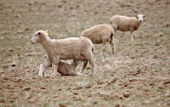 Lamb suckling on its ewe