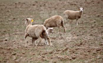Lamb underneath an ewe in Saskatchewan pasture