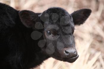 Aberdeen Angus calf in spring