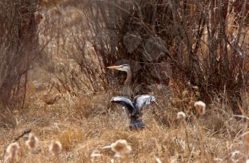 Great Blue Heron spreading wings to take flight