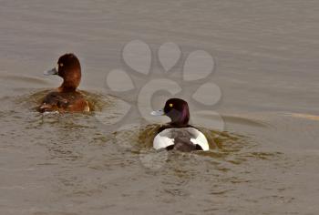 Pair of Greater Scaup ducks in roadside pothole