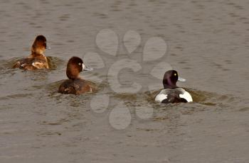 Three Greater Scaup ducks in roadside pond