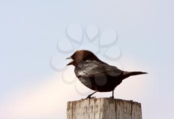 Male Brown headed Cowbird perched on fence post
