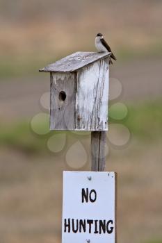 Tree Swallow on birdhouse