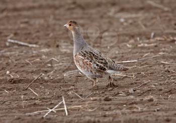 Gray Partridge in Saskatchewan field