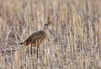 Marbled Godwit in stubble field