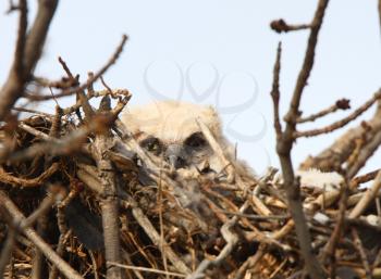 Great Horned Owlet in nest