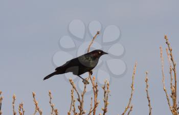 Brown headed Cowbird perched on branch