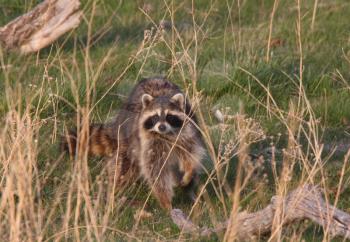 Raccoon in Saskatchewan pasture