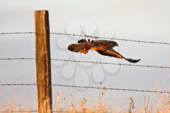 Swainson's Hawk flying away from fence post