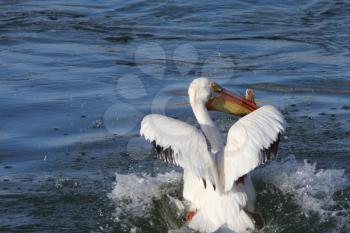 White Pelican in QuAppelle River