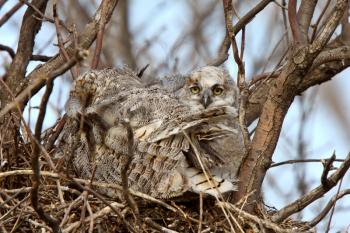 Great Horned Owl adult and and owlet in nest 