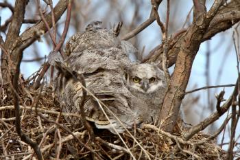 Great Horned Owl adult and and owlet in nest 
