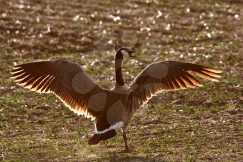 Canada Goose with spread wings