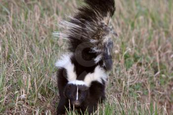 Young Striped Skunk in roadside ditch
