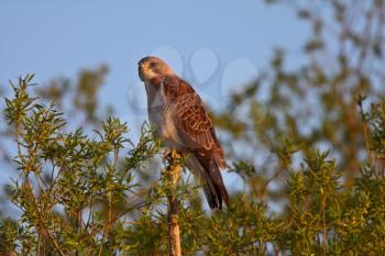 Swainson's Hawk perched on branch end