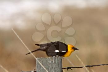 Yellow headed Blackbird perched on fence post