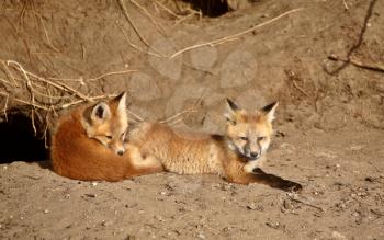 Red Fox pups outside their den