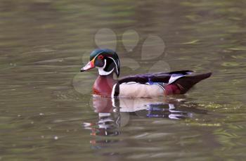 Reflection of Wood Duck on pond