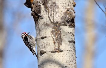 Downy Woodpecker on tree trunk
