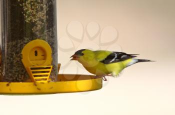 American Goldfinch at bird feeder