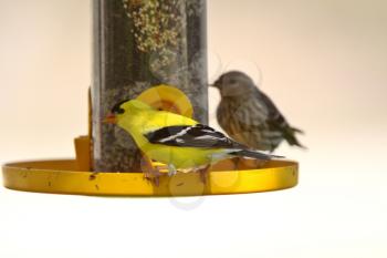American Goldfinch and Song Sparrow at bird feeder