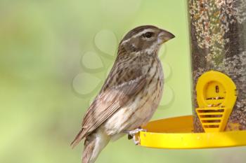 Song Sparrow at bird feeder