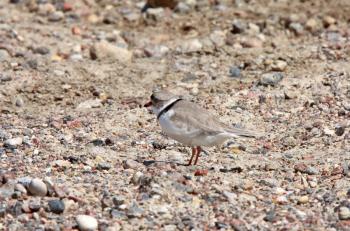 Piping Plover on gravel