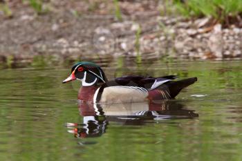 Wood Duck drake swimming in pond