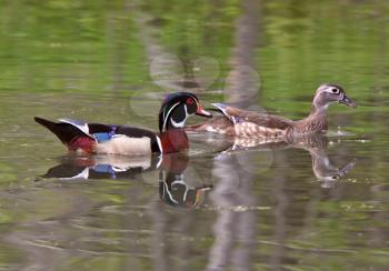 Mating pair of Wood Ducks in pond