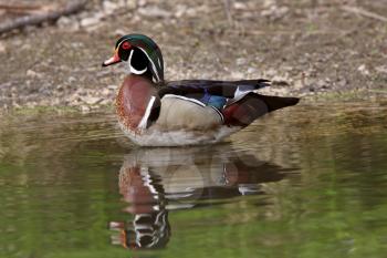 Wood Duck drake standing in pond near shore
