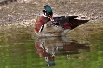 Wood Duck drake standing in pond near shore