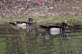 Two Wood Duck drakes in pond