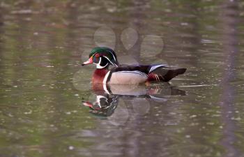 Wood Duck drake in pond