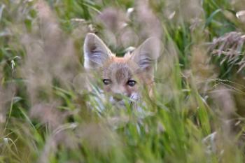 Red Fox pup in grass cover
