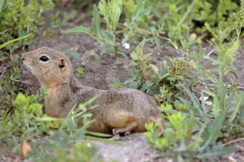 Richardson Ground Squirrel resting near burrow