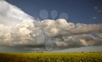 Storm clouds approaching Saskatchewan canola crop